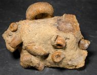 Stephanoceras humphriesianum (Sowerby, 1825)