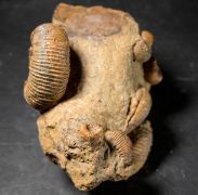 Stephanoceras humphriesianum (Sowerby, 1825)