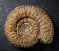 Stephanoceras umbilicus (Quenstedt, 1886)