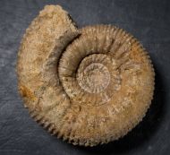 Stephanoceras umbilicus (Quenstedt, 1886)