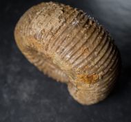 Stephanoceras umbilicus (Quenstedt, 1886)