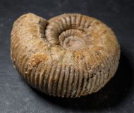 Stephanoceras umbilicus (Quenstedt, 1886)