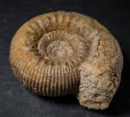 Stephanoceras umbilicus (Quenstedt, 1886)