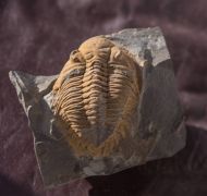 Metacanthina sp. A RICHTER R.  1943