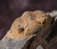 Metacanthina sp. A RICHTER R.  1943