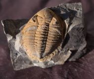 Metacanthina sp. A RICHTER R.  1943