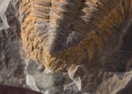 Metacanthina sp. A RICHTER R.  1943