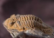 Metacanthina sp. A RICHTER R.  1943