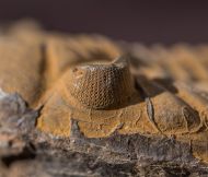 Metacanthina sp. A RICHTER R.  1943