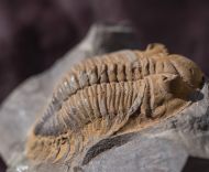 Metacanthina sp. A RICHTER R.  1943