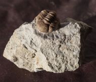 Kainops raymondi (DELO, 1935)