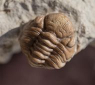 Kainops raymondi (DELO, 1935)