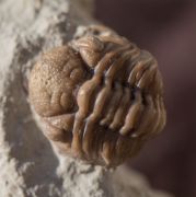 Kainops raymondi (DELO, 1935)