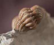 Kainops raymondi (DELO, 1935)