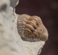 Kainops raymondi (DELO, 1935)