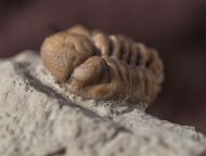 Kainops raymondi (DELO, 1935)