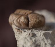 Kainops raymondi (DELO, 1935)