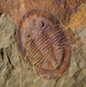 Asaphellus fezouataensis  Vidal, 1998