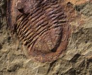 Asaphellus fezouataensis  Vidal, 1998