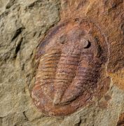 Asaphellus fezouataensis  Vidal, 1998