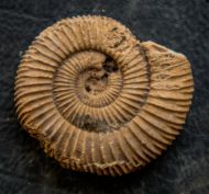 Dactylioceras athleticum (SIMPSON 1855)