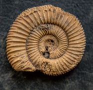 Dactylioceras athleticum (SIMPSON 1855)