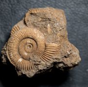 Dactylioceras athleticum (SIMPSON 1855)