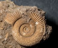 Dactylioceras athleticum (SIMPSON 1855)