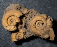 Dactylioceras athleticum (SIMPSON 1855)