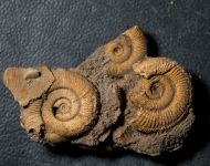 Dactylioceras athleticum (SIMPSON 1855)