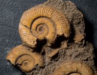 Dactylioceras athleticum (SIMPSON 1855)