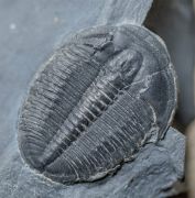 Elrathia kingi (Meek 1870)