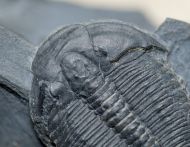 Elrathia kingi (Meek 1870)