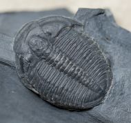 Elrathia kingi (Meek 1870)