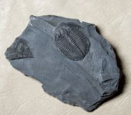 Elrathia kingi (Meek 1870)