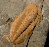 Hamatolenus vincenti GEYER 2004