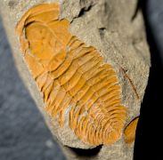 Hamatolenus vincenti GEYER 2004