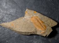 Hamatolenus vincenti GEYER 2004