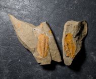 Hamatolenus vincenti GEYER 2004