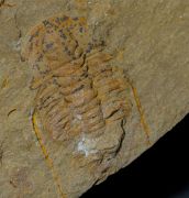 Marocconus notabilis (GEYER 1993)