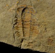 Marocconus notabilis (GEYER 1993)