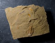 Marocconus notabilis (GEYER 1993)