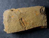 Marocconus notabilis (GEYER 1993)