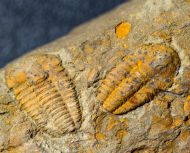 Kingaspis cf glabrata Geyer, 1990