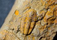 Kingaspis cf glabrata Geyer, 1990