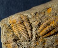 Kingaspis cf glabrata Geyer, 1990