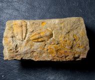 Kingaspis cf glabrata Geyer, 1990