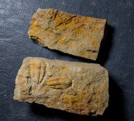 Kingaspis cf glabrata Geyer, 1990