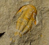 Kymataspis arenosa Geyer,1990