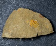 Kymataspis arenosa Geyer,1990